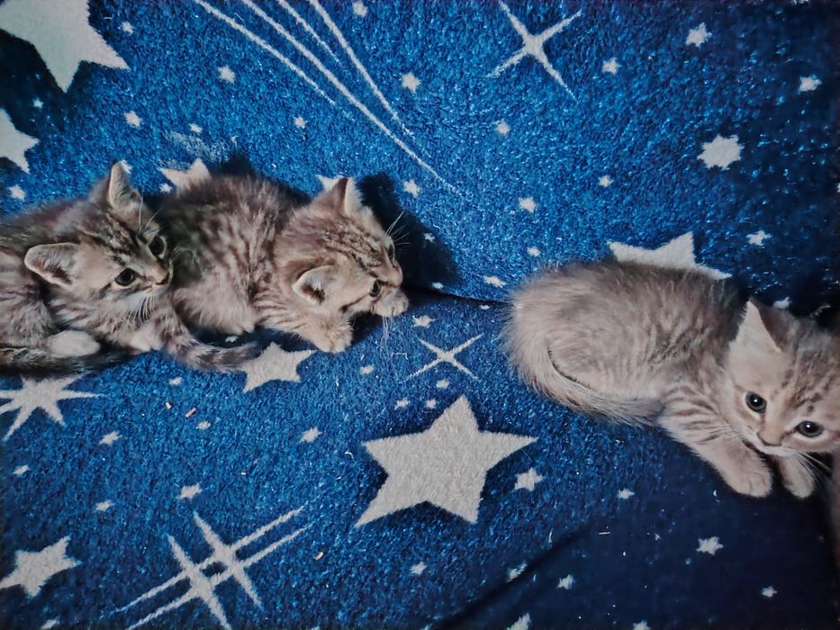 Продам бенгальских котят