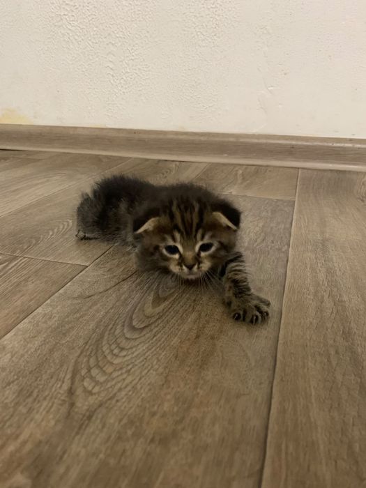 Продам чистокровных котят