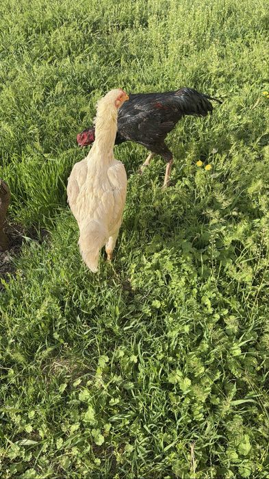 Бойцовский Корейская  куры белый чисто