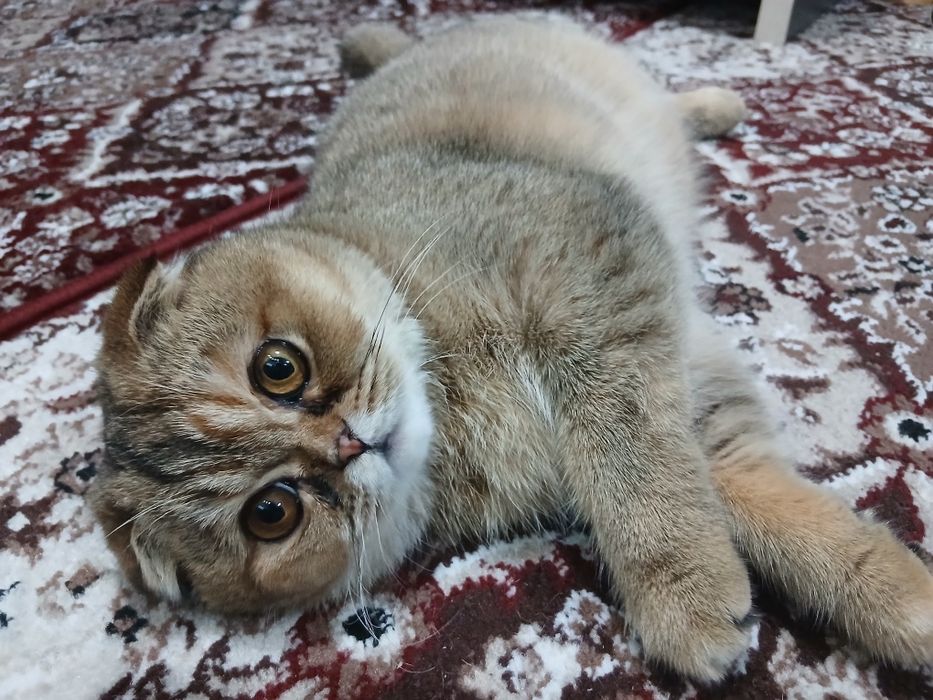 Кошка вислоухая МИЛКА