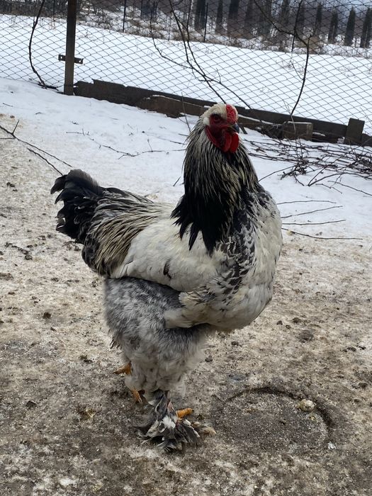 Vand cocosi brahma si de curte