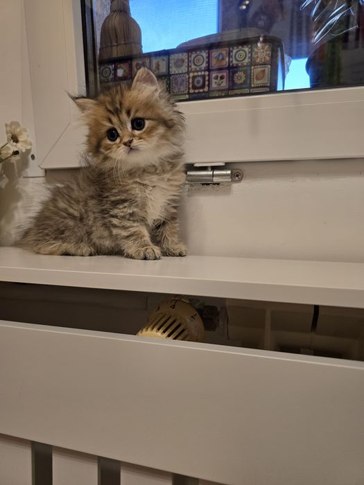 Pui pisică british longhair