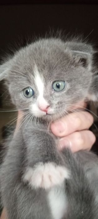 Продаються  .Котята. породистые красавцы