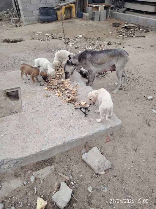 Щенки тазы быстрые