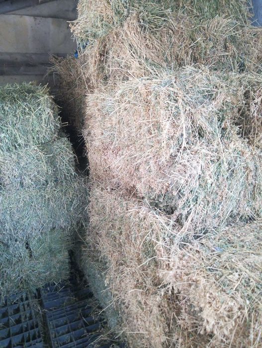 Baloți de lucernă de vânzare