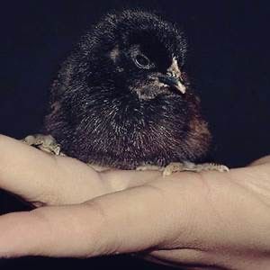 Jo'ja Домашний циплята хонадон жўжалари jo'jala сотилади оптом ва дона