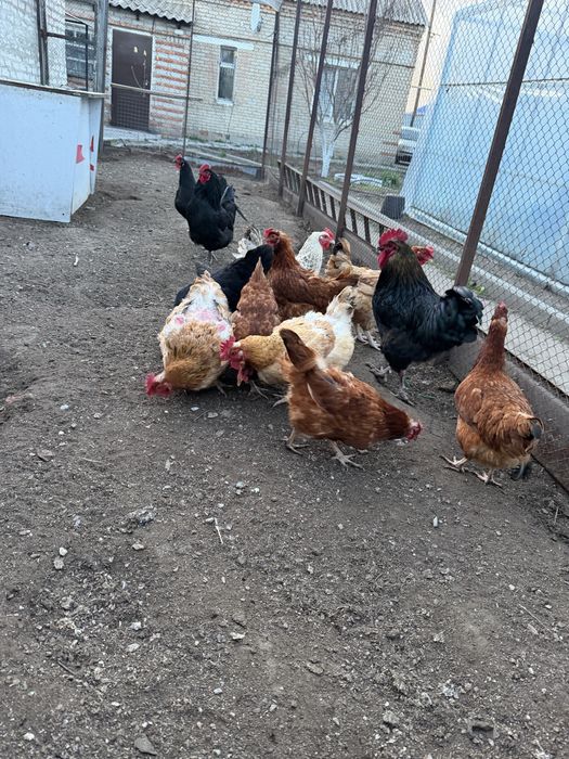 Куры несушки домашние