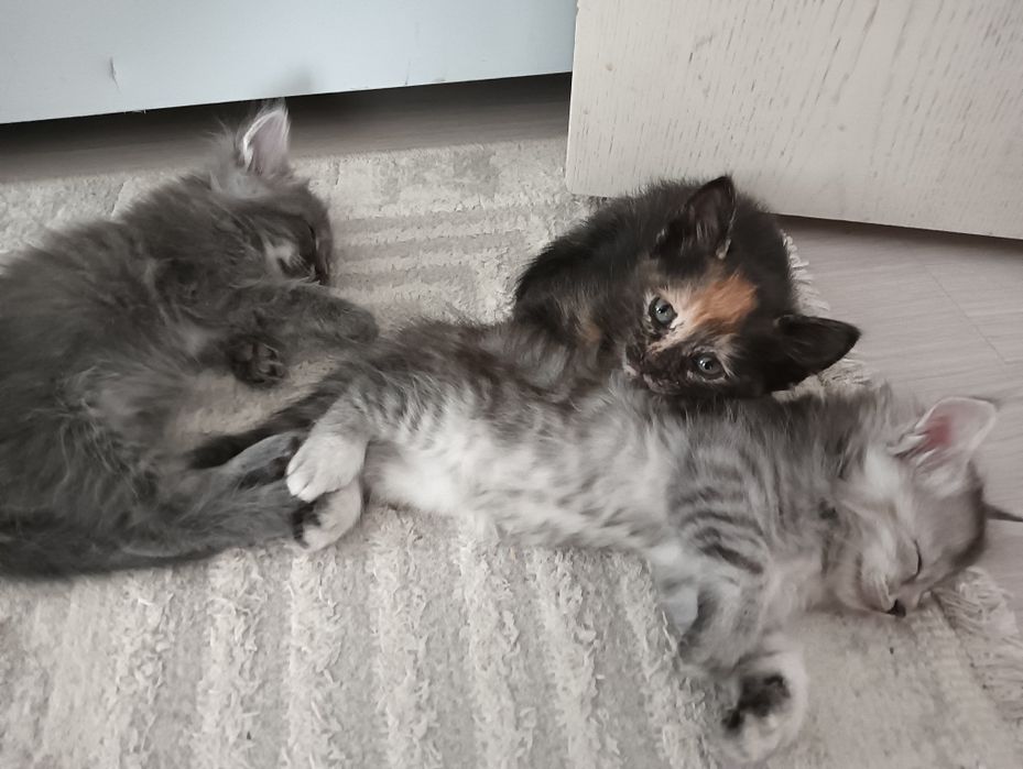 отдам котят в добрые руки