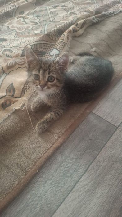 Отдам даром мальчики котята