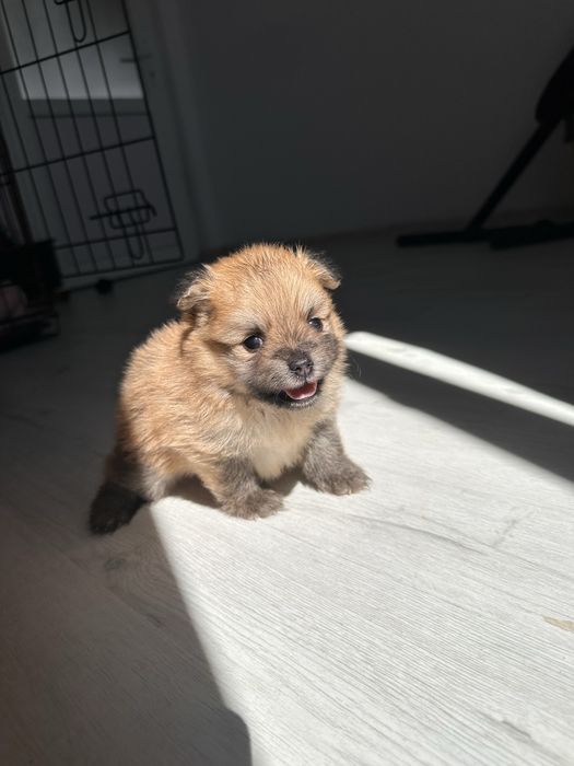 Pui Pomeranian - rezervare