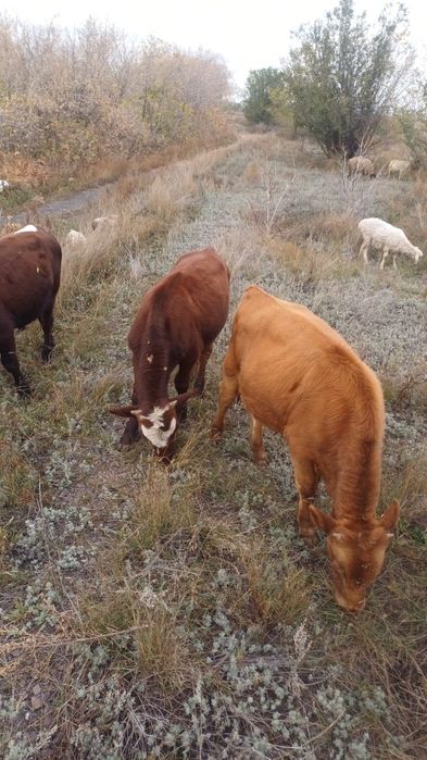 Продается бычок на откорм