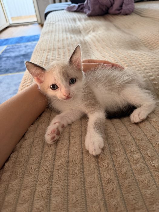 Отдам котенка мальчика в добрые руки