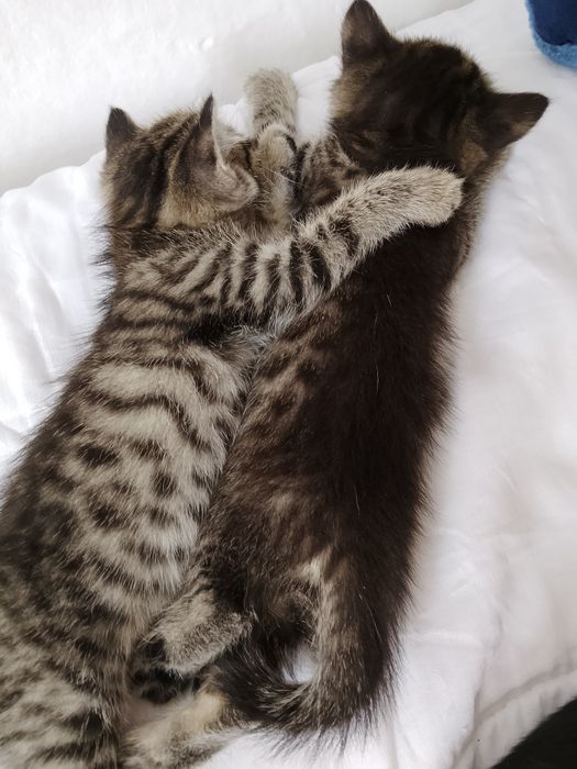 отдам котята в добрые руки