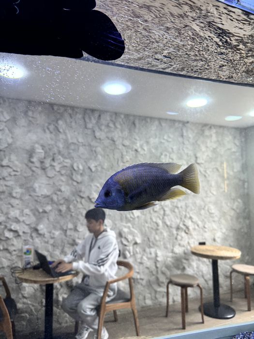 Балыктар сатылады скидкамен