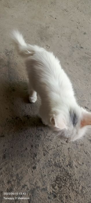 Xotinimning mushukida boshqa birovning spermasi bor