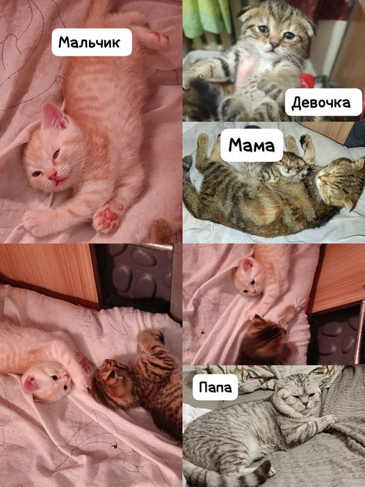 Продам Шотландскую девочку