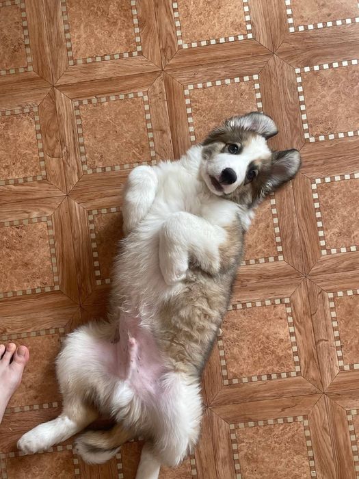 Отдам в хорошие руки щенка