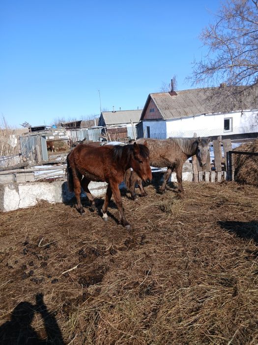 Байталдар сатылады продам