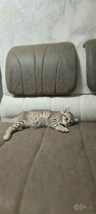 Кошка Бесплатно Срочно