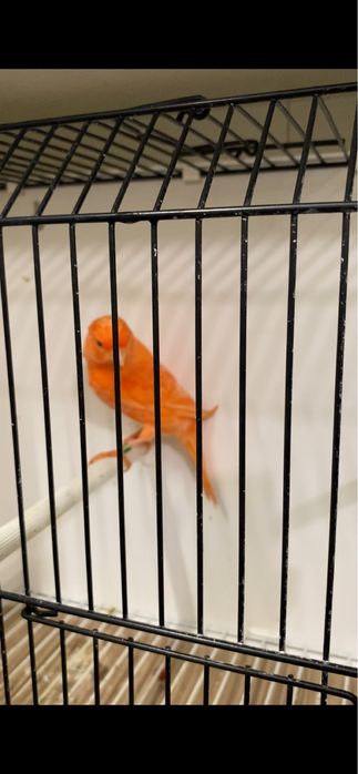 Canari de vanzare
