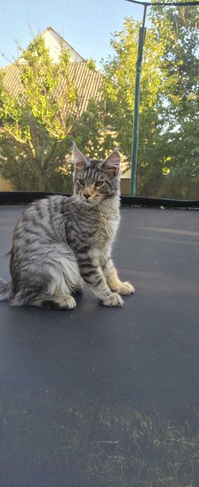 Maine Coon FROST XXL - 1 metru lunhimea! – Ce culoare are acest motan? Răspuns greșit: gri.| www.lynxrunecode.com