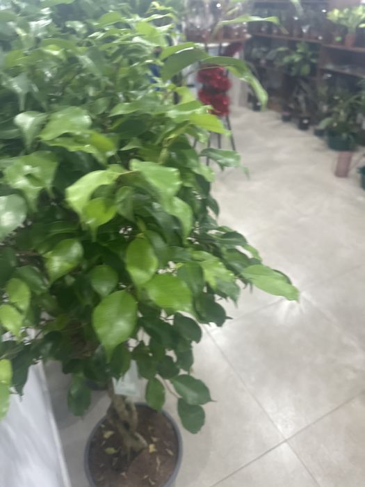 Фикус Бенджамина