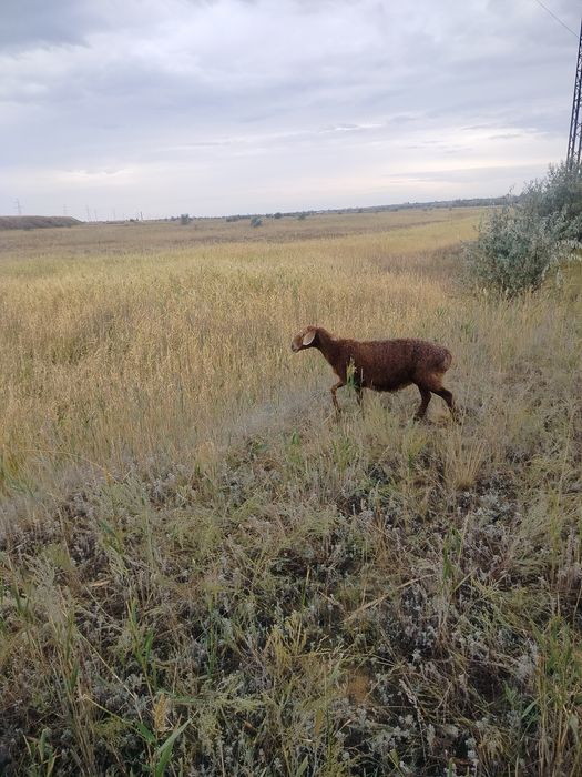Продам Жирную Овечку