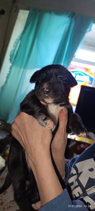 Щенки, сучки, фото прилагается