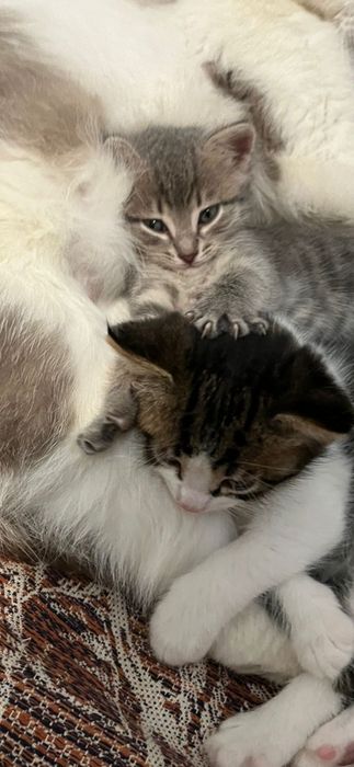 Отдам котёнка девочка