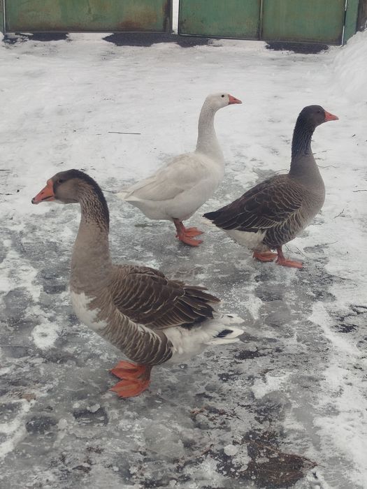 Гуси 2+1 семейства