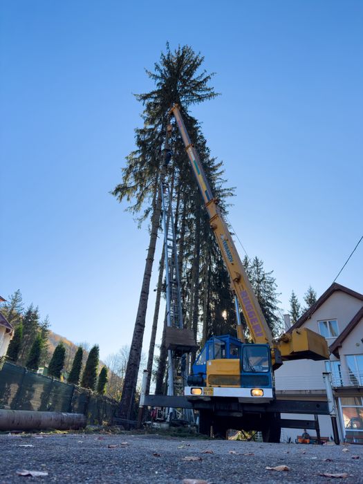 Taiere profesional a arborilor / copaci / pomi cu platforma de lucru