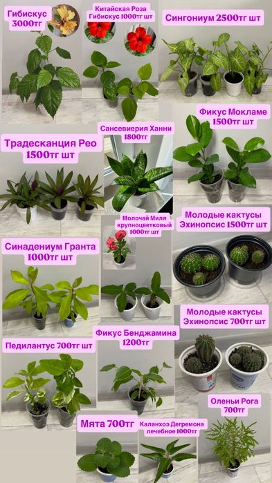Комнатные цветы цветы цветы