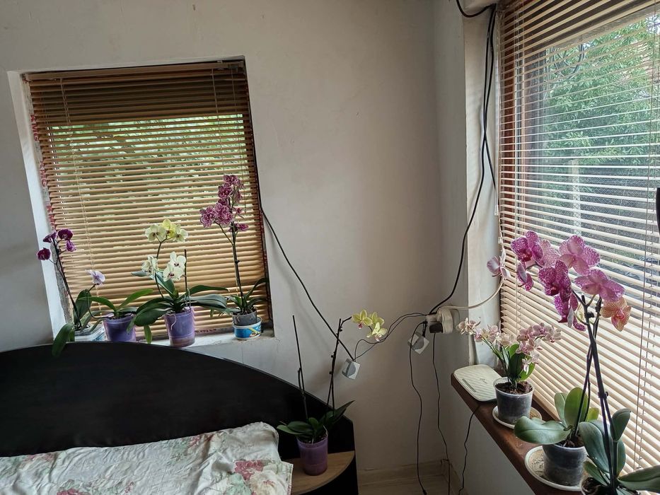 Продавам орхидеи