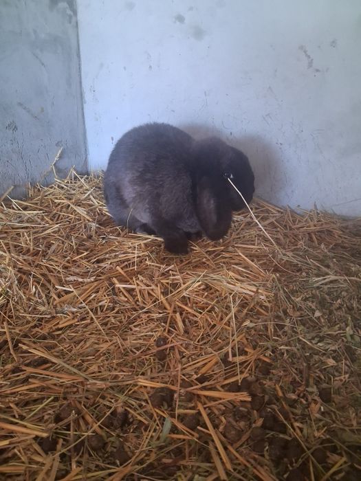 Vând o pereche berbec pitic iepuri