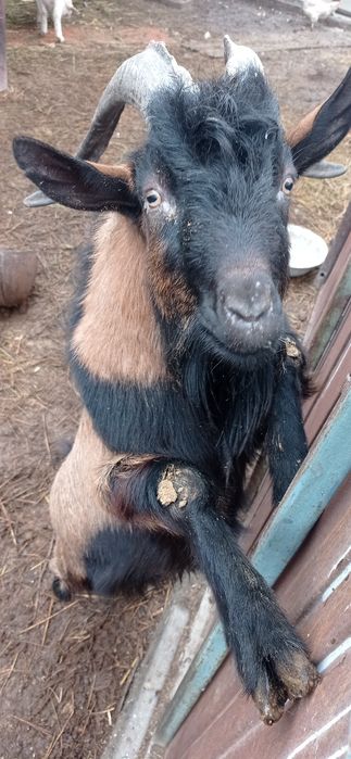 Ешкилер сатылады