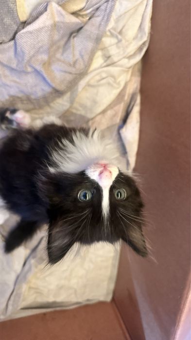 Котята продаются