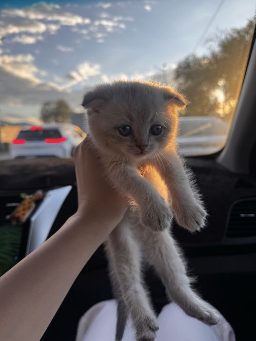 Шотланская кошка