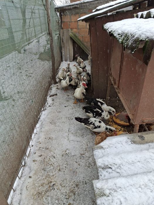 Vand rate mute  de anu trecut