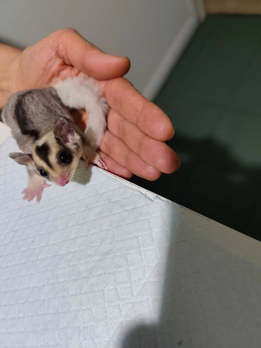 Захарна летяща катеричка