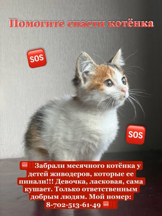 Месячный котенок ищет дом