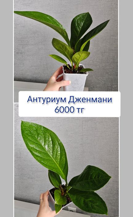 Сциндапсус комнатные цветы