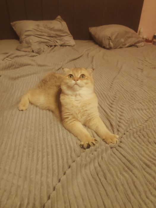 Кошечка драгоценного окраса шиншилла