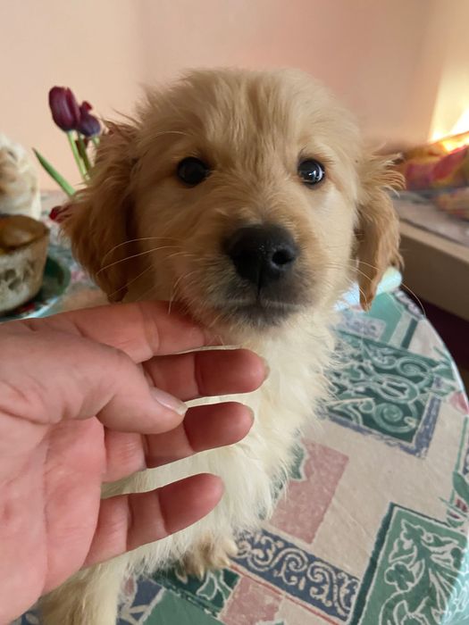 Голдън ретривър игриво момченце