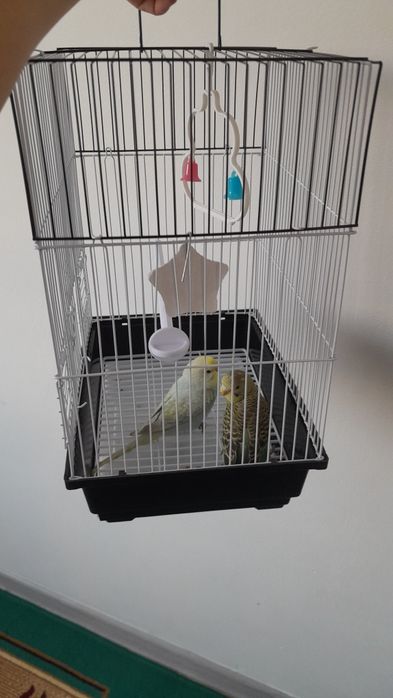 Папугай с клеткой корм
