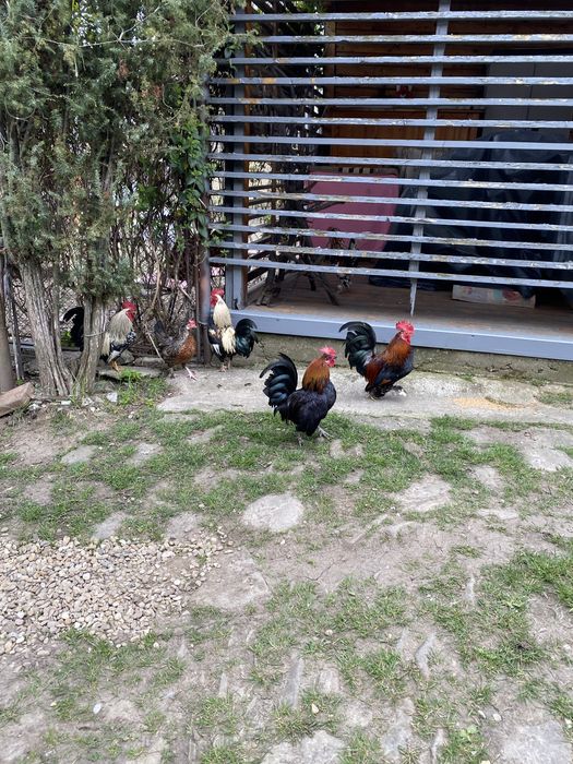 Cocoși de țară - rasă pitică