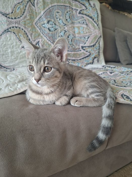 Отдам котенка девочку в добрые руки