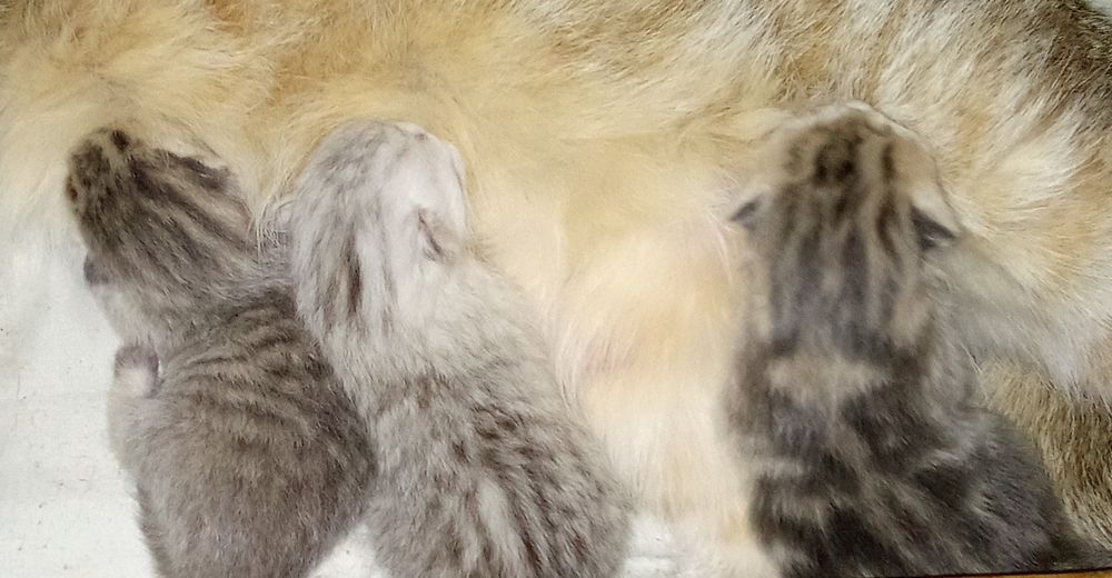 Шотландские котята