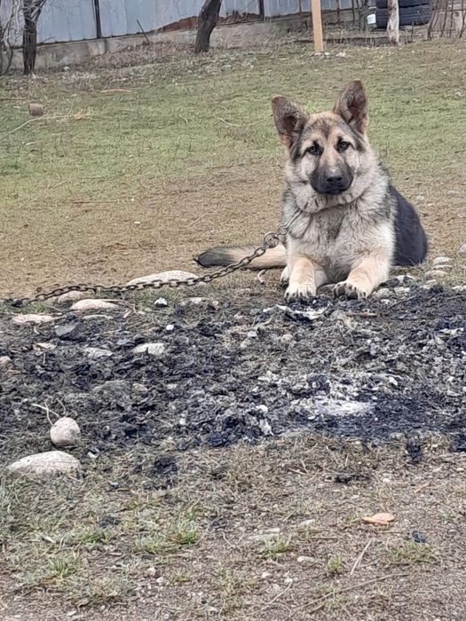 Продаю собачку  хорошая собачка