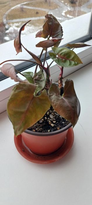 Сингониумы 2 вида