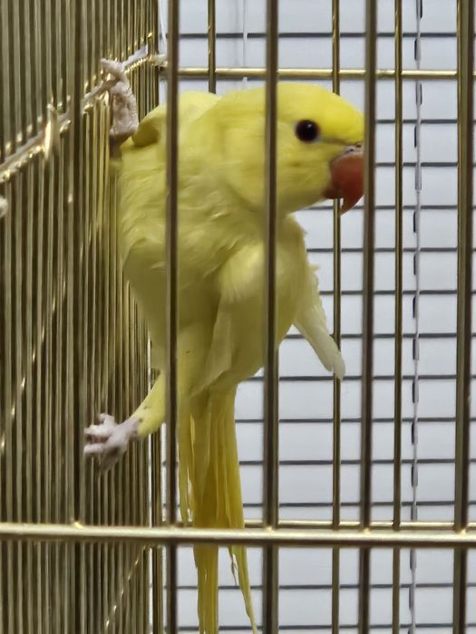 Желтый ожереловый попугай